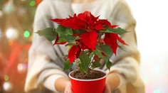 Obľúbená vianočná ruža: Starajte sa o ňu správne, aby vydržala čo najdlhšie