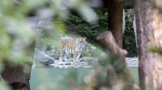 Krvavá dráma v zurišskej ZOO: Tiger zabil ošetrovateľku pred zrakmi návštevníkov