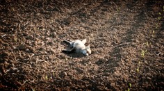 Neďaleko Senice zomierajú líšky s mláďatami v strašných kŕčoch