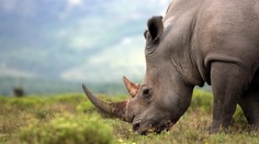 V Tanzánii uhynul zrejme najstarší nosorožec na svete