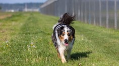 Kliešte ohrozujú aj psy. Ako ich chrániť a na čo si dať pozor?