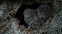 Sovy v Zlatých Moravciach poriadne prekvapili ornitológov