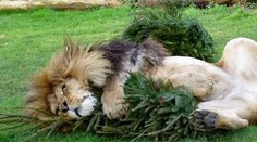 Čo s vianočným stromčekom po Vianociach? Levy vedia