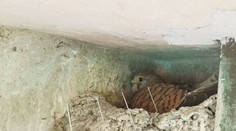 Do divadelného podkrovia sa nasťahoval malý sokol. Stavbári, ktorí budovu rekonštruujú, jeho hniezdo chránia