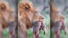 Srdcervúce zábery z Afriky: Mláďa paviána sa zúfalo drží mŕtvej matky, ktorú žerie lev