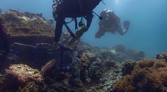 Aj morské živočíchy môžu mať rakovinu. Vedcov zarazili zvláštne škvny na žralokoch