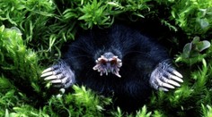 VIDEO: Slepý rekordér. Pozrite sa, čo všetko dokáže najčudnejší cicavec