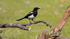 Britskí vedci zborili najväčší mýtus o strakách