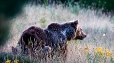 Nepochopiteľný čin vyvolal hnev: Medvedicu, ktorá preslávila talianske mesto, zastrelili