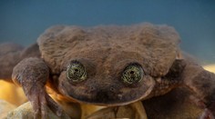 Vzácnemu Rómeovi našli po 10 rokoch samoty jeho Júliu