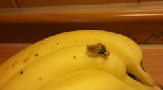 Nový objav na banánoch. Uvidíte, že nie sú v nich len pavúci