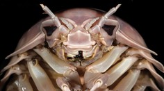 Vedci objavili gigantického článkonožca, ktorého hlava nápadne pripomína slávneho filmového zloducha