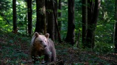 Slovinka bojuje o život po útoku medveďa. Incident sa odohral krátko po schválení masového odstrelu týchto šeliem