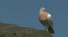 Austráliu trápi zatúlaný hrdinský holub Joe. Pre protipandemické opatrenia mu hrozí smrť