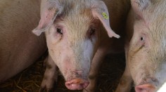 Po slintačke a krívačke potvrdili na juhu Slovenska africký mor ošípaných