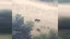 VIDEO: Obec pri Prievidzi varuje pred medveďom. Šelmu zachytili v okolí