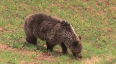 Videli ho tam, kde nikdy nebol. Kam sa zatúlal medveď tentoraz?