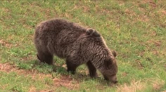 Videli ho tam, kde nikdy nebol. Kam sa zatúlal medveď tentoraz?