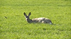 Trpiacu srnku nemá kto zbaviť trápenia. Za všetko môže byrokracia