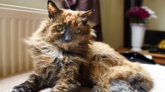 Zomrela najstaršia mačka sveta. Oficiálny titul získať nestihla