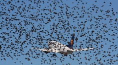 Banalita, ktorá môže viesť ku katastrofe. Čo sa stane, keď do lietadla narazí vták?