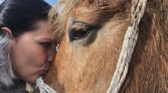 Majiteľka sa ukradnutého koňa ešte nedočká, po návrate z Rumunska skončil v karanténe