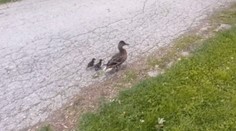 Nezvyčajná záchranná akcia: Prievidzskí policajti ratovali divoké kačice