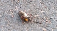 Rarita z ríše zvierat: Súboj sršňa s myšou mal prekvapivého víťaza