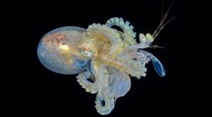 Život v oceánoch z pohľadu fotografov: Súťaž ovládla úchvatná snímka chobotnice lúčiacej sa s mláďatami