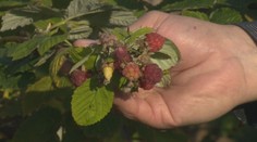 Záhradkári iba krútia hlavou. Nezvyčajne teplé počasie pomýlilo prírodu