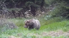 V obci na juhu Slovenska videli medveďa. Pozor by si mali dať miestni, aj návštevníci okolitých lesov