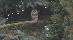 Ochranári sov majú dobré správy. Najviac sa z nich tešia poľnohospodári