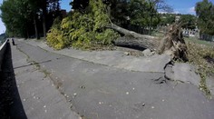 Silný vietor vyvracal v Bratislave stromy aj s koreňmi