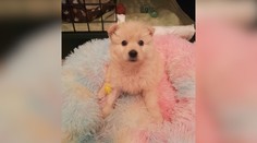 Úplne ožilo. Šteniatku, ktoré našli pred osadou s roztrhanými pohlavnými orgánmi, sa po operáciách darí