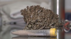 Liečba depresie lišajníkmi. Vedci z Košíc otvárajú ľuďom so psychickými chorobami nové možnosti