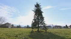 Bol to zámer alebo vyhrala kvalita? Obec preplatila vianočnú jedličku päťnásobne