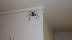 Muž nechal žiť pavúka rok vo svojom dome. Narástol medzitým do gigantickej veľkosti