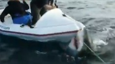 Nervy drásajúci moment! Obrovský biely žralok zaútočil na malý čln