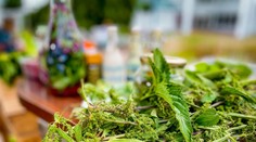 Púpava, žihľava, ďatelina a iné. Objavte čaro varenia z divokých byliniek