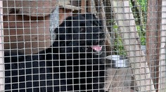 Dievčatko, ktoré pri Myjave napadol pes, je vnučkou chalupára z Bratislavy. Viac sme zisťovali v obci