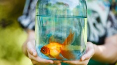 Mama s deťmi chceli rybičku. Manžel nemohol uveriť, s čím prišli domov