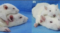 Stane sa Frankenštajn realitou? Vedci transplantovali hlavu potkanovi