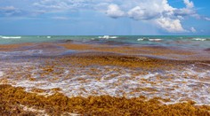 Na dovolenkový raj sa valí rekordne veľká masa rias. Hrozí, že v lete zamorí tamojšie pláže