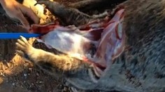 Mladí chalani si trúfli na cisársky rez. Zachránili mláďatko