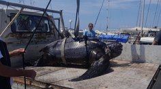 VIDEO: Talianski potápači vylovili z mora obriu korytnačku. Museli použiť žeriav