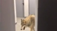 Video s vlkom v šatni je podvrh!