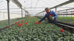 Záhradkári majú skleníky plné sadeníc. Na rozdiel od záhradníctiev ich predávať nemôžu