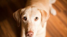 Má váš pes opakovanú hnačku? Parazit môže byť prenosný aj na človeka