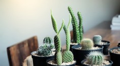 Pestujete doma kaktusy? Takto ich správne zazimujete