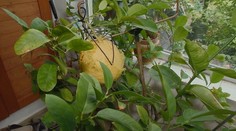 Dôchodca z Piešťan vypestoval doma v kvetináči takmer kilový citrón. Prekvapí vás, čím rastlinu zalieval